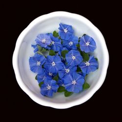 Close-up of white flowering plant against black background