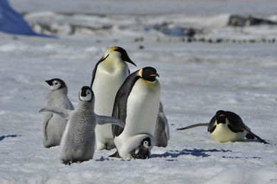 View of birds on frozen land