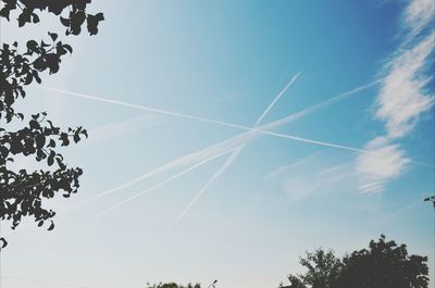 Low angle view of trees against blue sky