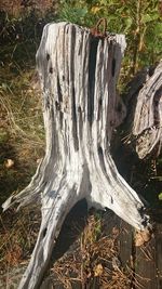 Close-up of wooden log in forest