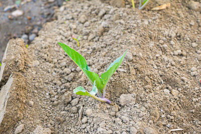 Close-up of plant growing on field