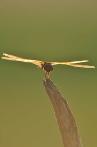 Close-up of lizard