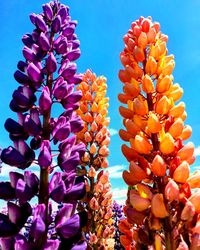 Low angle view of purple flowering plants against sky