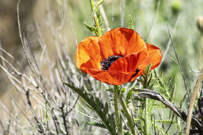 Close-up of orange poppy in field