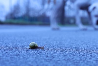 Close-up of shell on the road