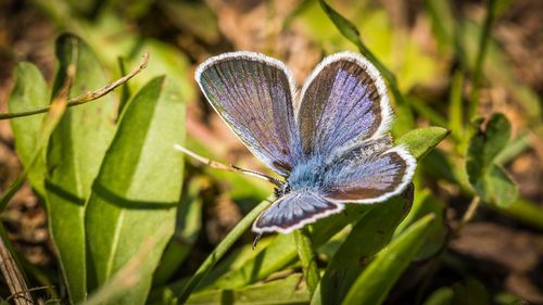 Close-up of butterfly on purple flower