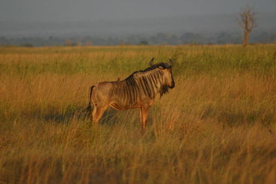 Animals grazing on grassy field