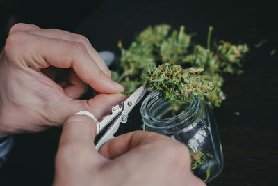 Midsection of person holding red flowering plant