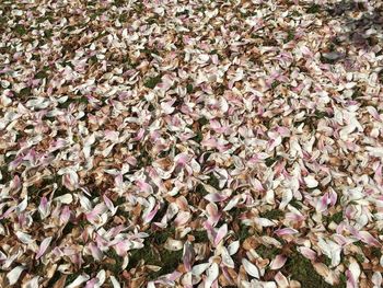 Full frame shot of autumn leaves