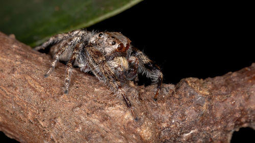 Close-up of spider