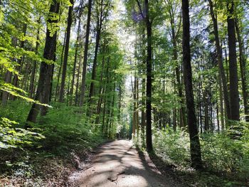 Road amidst trees in forest