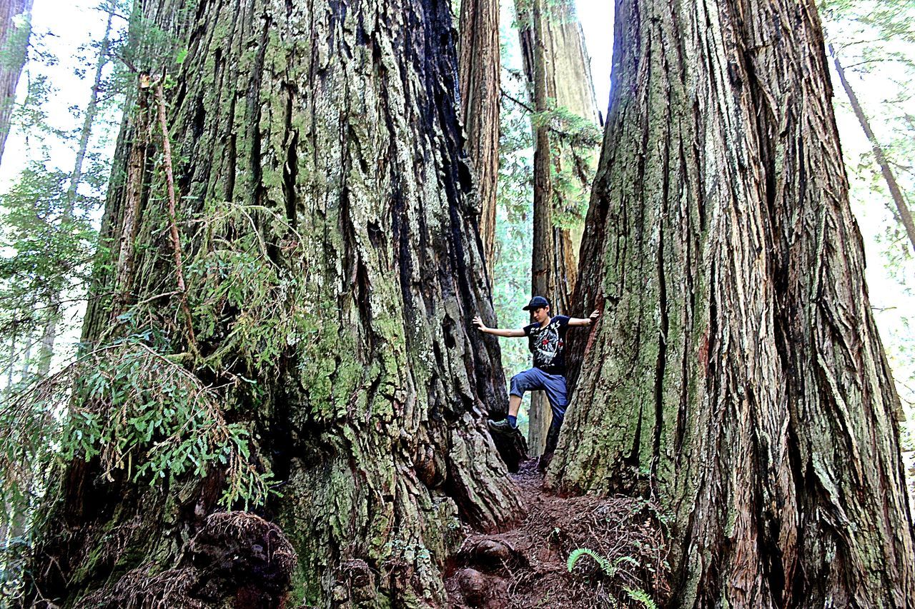 LOW ANGLE VIEW OF TREES