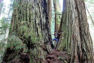 Low angle view of trees