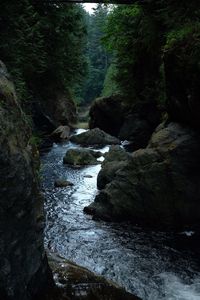 River flowing amidst trees in forest