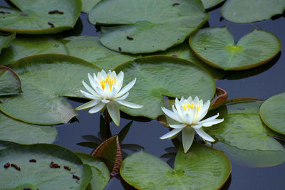 Lotus water lily in lake