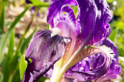 Close-up of purple crocus flowers