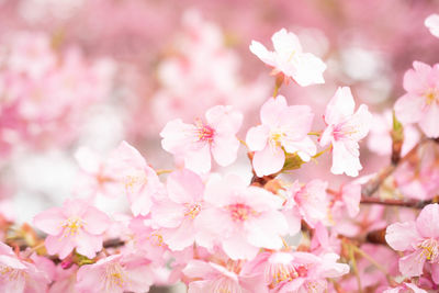 Close-up of pink cherry blossoms