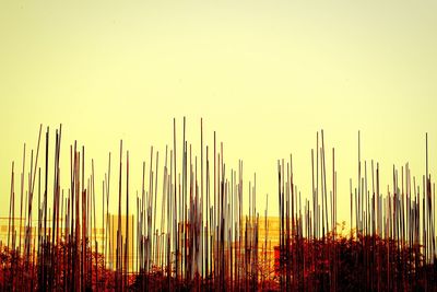 Plants against clear sky at sunset