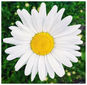 Close-up of white daisy flowers