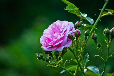 Close-up of pink flowers blooming outdoors