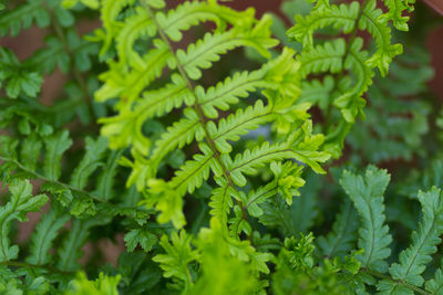 High angle view of fern leaves