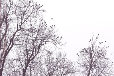 Low angle view of tree against clear sky