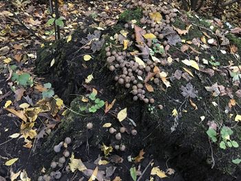 High angle view of fallen leaves on field