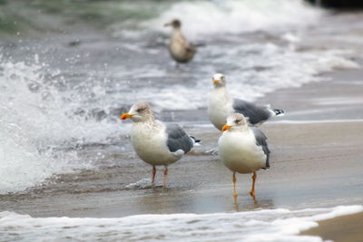 Seagulls on beach