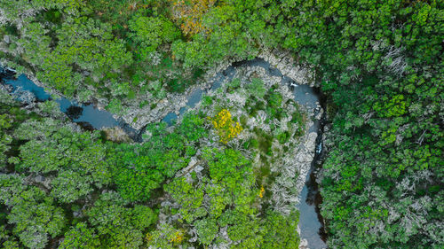 High angle view of river amidst trees in forest