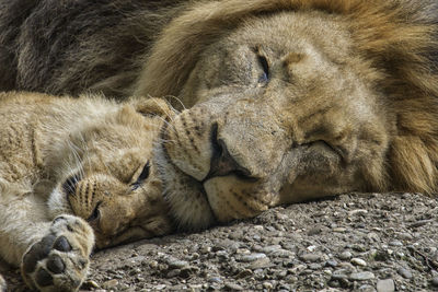 Close-up of a sleeping lion