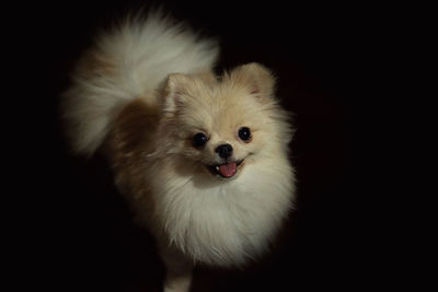 Portrait of white dog against black background