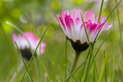 Close-up of pink flowering plant on field