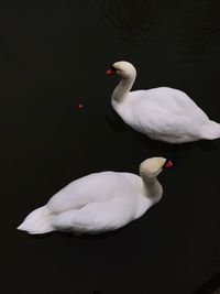 Close-up of swan swimming in lake