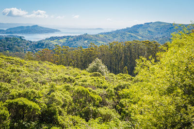 Scenic view of forest against sky