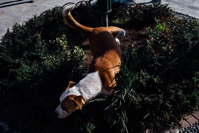 High angle view of horse