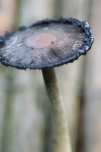 Close-up of plant against blurred background