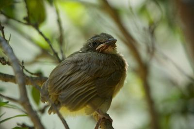 Close-up of bird perching on branch