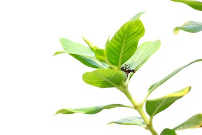 Close-up of insect on plant