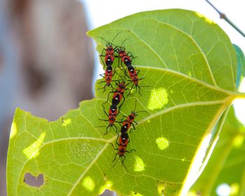 Close-up of insect on leaf