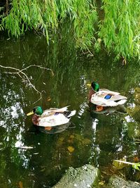 High angle view of swans swimming in lake