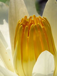 Close-up of yellow flowering plant