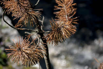 Close-up of dried plant