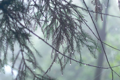 Low angle view of pine tree branch