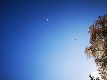 Low angle view of trees against clear blue sky