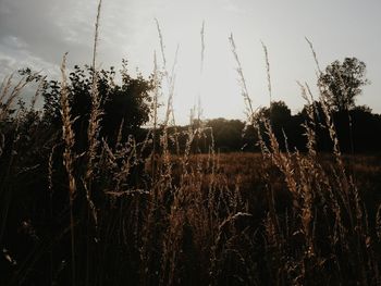 Close-up of grass against sky during sunset