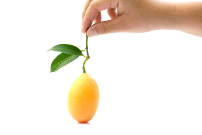 Close-up of hand holding apple against white background