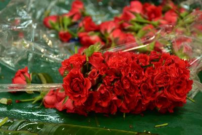 Close-up of red roses