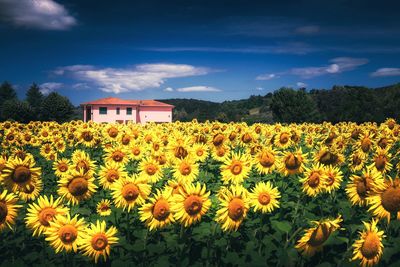 Yellow flowering plants on field against sky