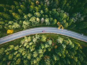 Aerial view of road amidst trees