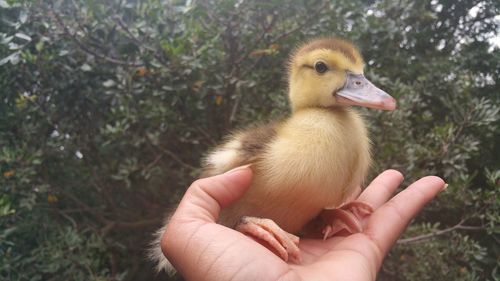 Cropped image of woman with duckling